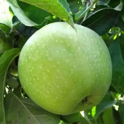 Яблоня РЕНЕТ СИМИРЕНКО в Кобрине