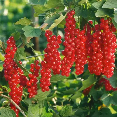 Смородина красная РУДНЕУС в Кобрине