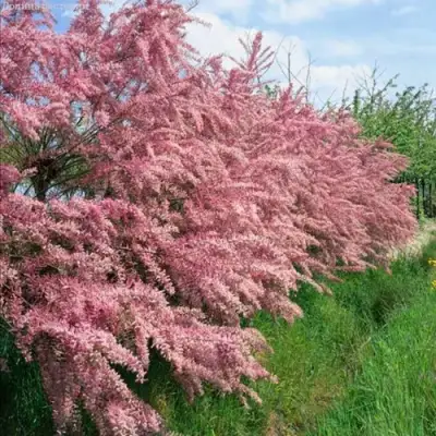 Тамарикс ПИНК КАСКАД в Кобрине