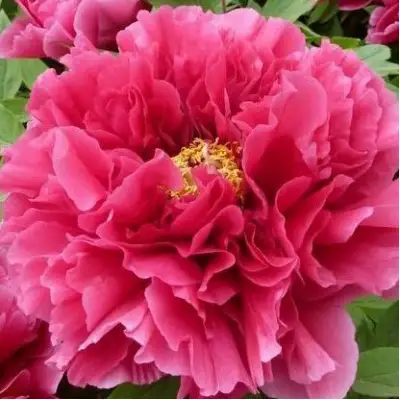 Пион КОРОЛЕВСКИЙ ЦВЕТОК древовидный в Кобрине