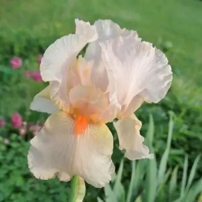 Ирис ПАТИ ДРЕСС бородатый в Кобрине