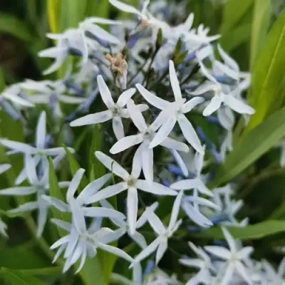 Амсония иволистная в Кобрине