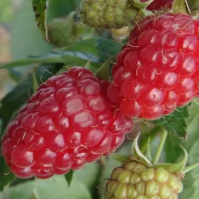 Малина РАДЗИЕВА в Кобрине