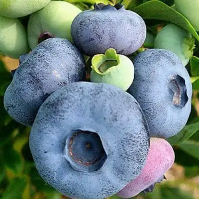 Голубика ПАТРИОТ в Кобрине