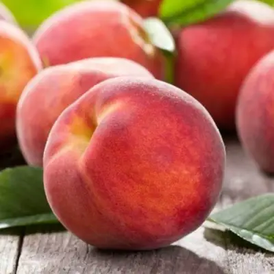 Персик МАЙСКИЙ ЦВЕТОК в Кобрине