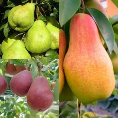 Комплект ГРУШЕВОЕ АССОРТИ в Кобрине