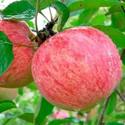 Яблоня КОРИЧНОЕ ПОЛОСАТОЕ в Кобрине