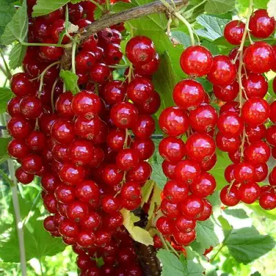 Смородина красная ЙОНКЕР ВАН ТЕТЦ в Кобрине