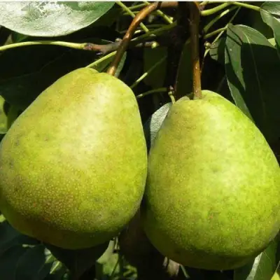 груша Лагодная