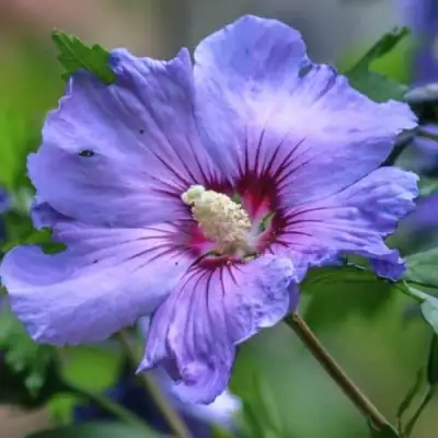 Гибискус МАРИНА сирийский в Кобрине