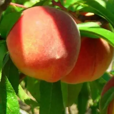 Персик РЕД ХЕВЕН в Кобрине