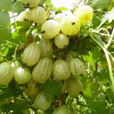 Крыжовник ИНВИКТА в Кобрине