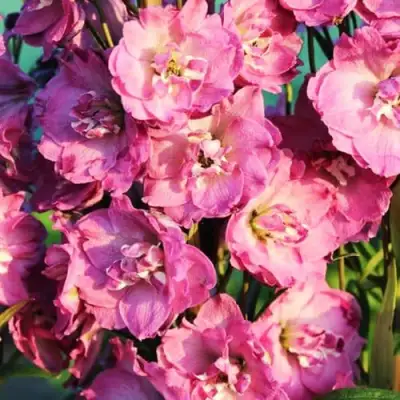 Дельфиниум ДЕЛЬФИС ПИНК ПАУЭ высокий в Кобрине