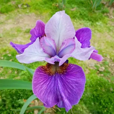 Ирис ЛАЙТ ОВ ХАРТ сибирский в Кобрине