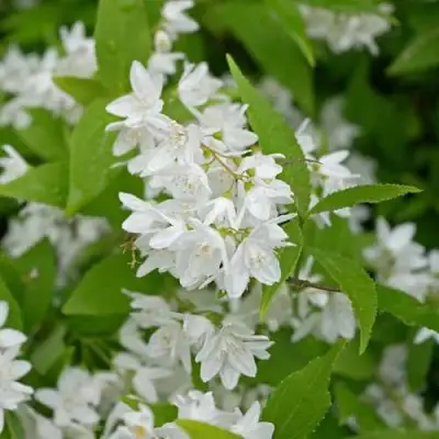 Дейция шершавая в Кобрине