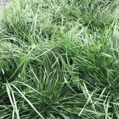 Щучка ГОЛДТАУ дернистая в Кобрине