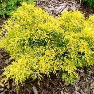 Можжевельник КИНГ ОФ СПРИНГ средний в Кобрине