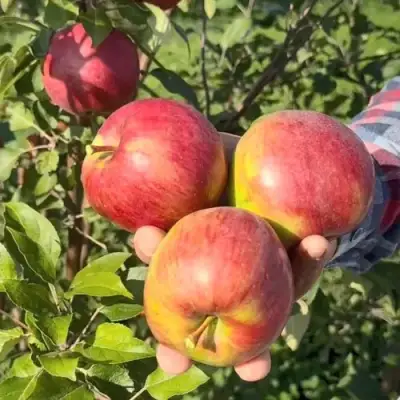 Яблоня ПОСПЕХ в Кобрине