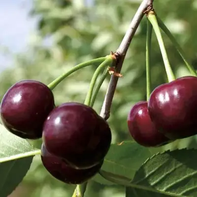 Дюк КСЕНИЯ (ЧЕРЕВИШНЯ) в Кобрине