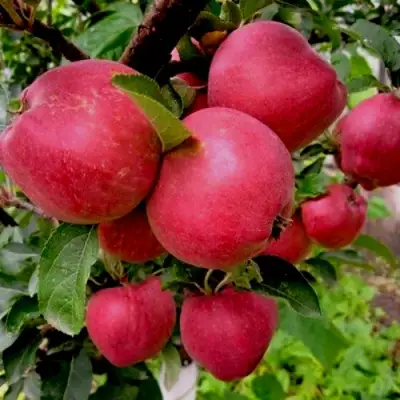 Яблоня РОЖДЕСТВЕНСКОЕ в Кобрине