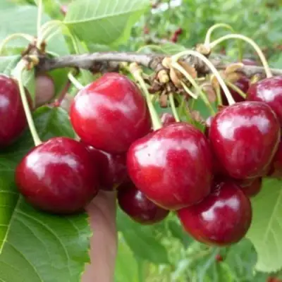 Вишня КОЛОННОВИДНАЯ  в Кобрине