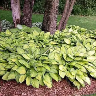 Хоста ГОЛД СТАНДАРТ Форчуна в Кобрине