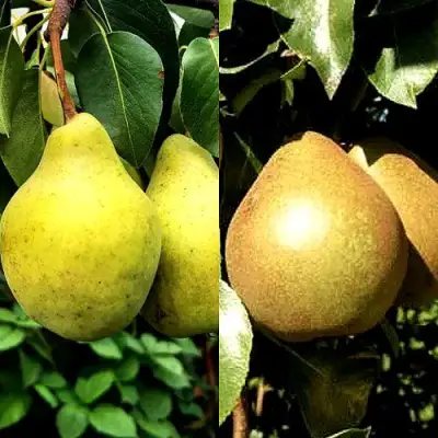 Комплект ДУЭТ в Кобрине