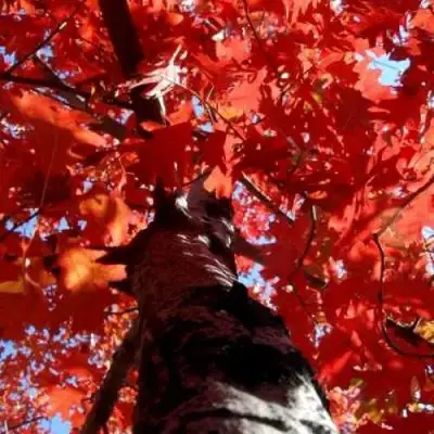 Дуб красный в Кобрине