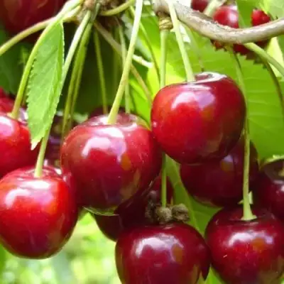 Вишня ХАРИТОНОВСКАЯ в Кобрине