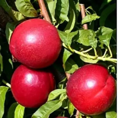 Нектарин ХАРКО в Кобрине