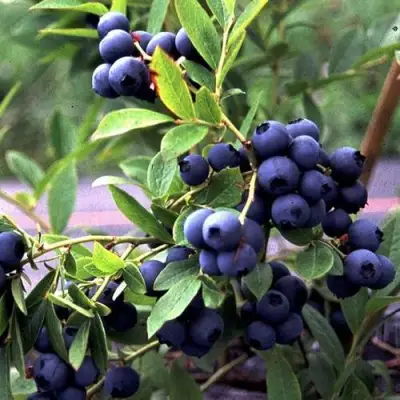 Голубика ДЖЕРСИ в Кобрине