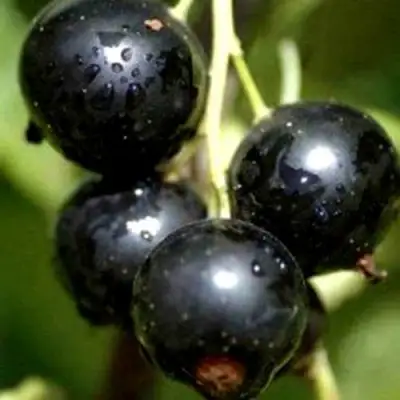 Смородина чёрная ВИНОГРАДНАЯ в Кобрине