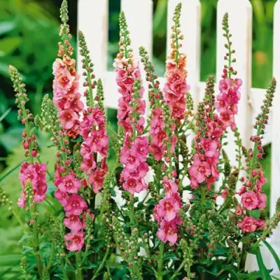 Коровяк ПИНК ДОМИНО гибридный (вербаскум) в Кобрине