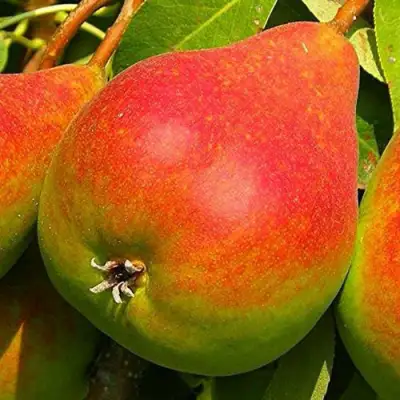 Груша ГЕРА в Кобрине