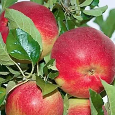 Яблоня СЕНАТОР колонновидная в Кобрине