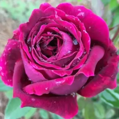 Роза РОЯЛ ПАЛАС японская в Кобрине