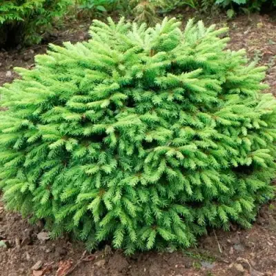 Ель НИДИФОРМИС обыкновенная в Кобрине