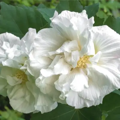 Гибискус АДМИРАЛ ДЕВЕЙ сирийский в Кобрине