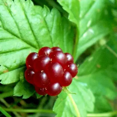 Княженика ЭЛПЕ в Кобрине