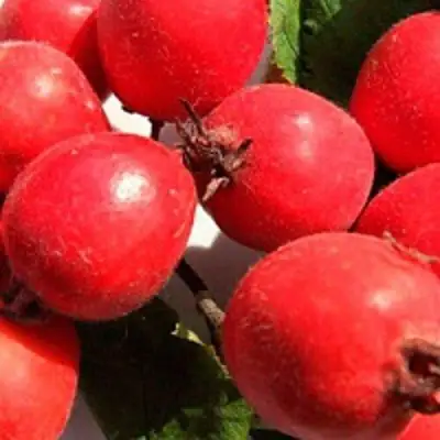 Боярышник КРУПНОПЛОДНЫЙ в Кобрине