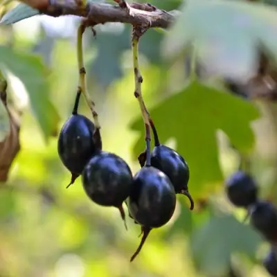 Смородина золотистая ДУСТЛИК в Кобрине