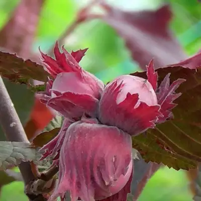 Фундук КАРДИНАЛ в Кобрине