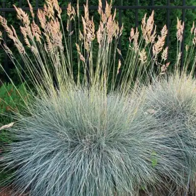 Овсянница ЭЛАЙДЖА БЛЮ в Кобрине