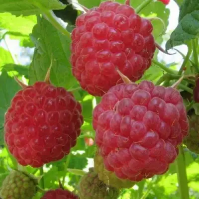 Малина НОВОСТЬ КУЗЬМИНА в Кобрине