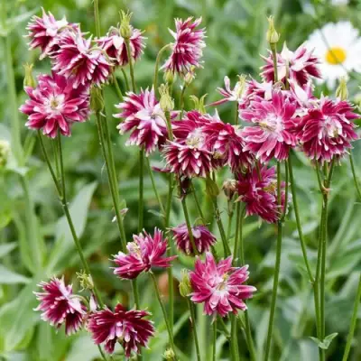 Аквилегия БАРЛОУ НОРА гибрид МакКаны в Кобрине