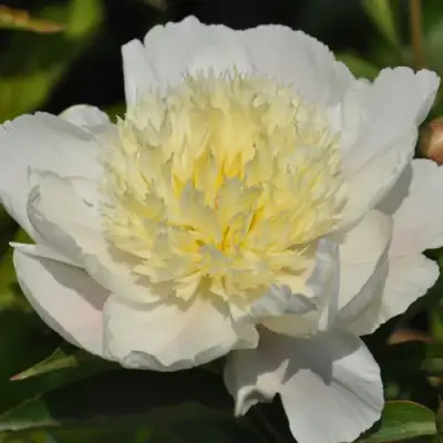 Пион ЗОЛОТАЯ ШПИЛЬКА травянистый в Кобрине