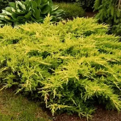 Можжевельник МОРДИГАН ГОЛД средний в Кобрине