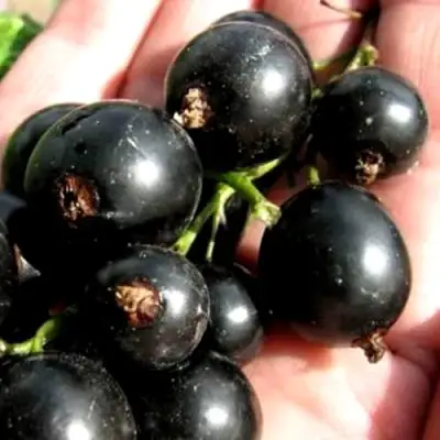 Смородина чёрная ЧЕРЕШНЁВАЯ в Кобрине