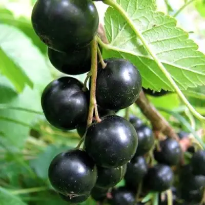 Смородина черная ЧЕРНООКАЯ в Кобрине