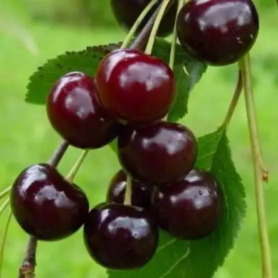 Вишня ЛАСУХА в Кобрине